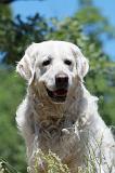 GOLDEN RETRIEVER 1149